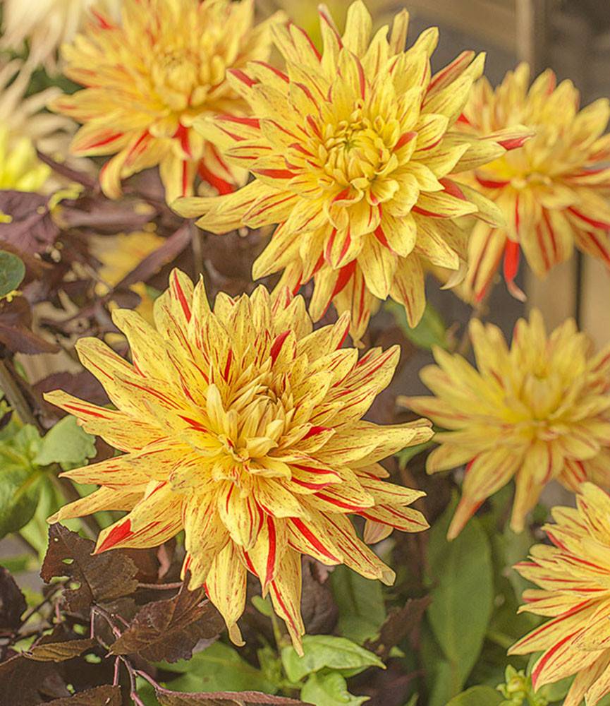 Dahlia Striped Vulcan