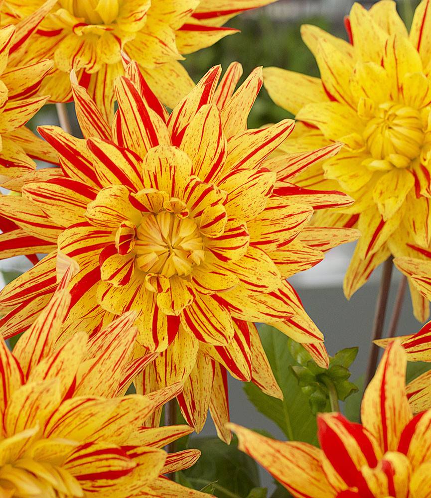 Dahlia Striped Vulcan