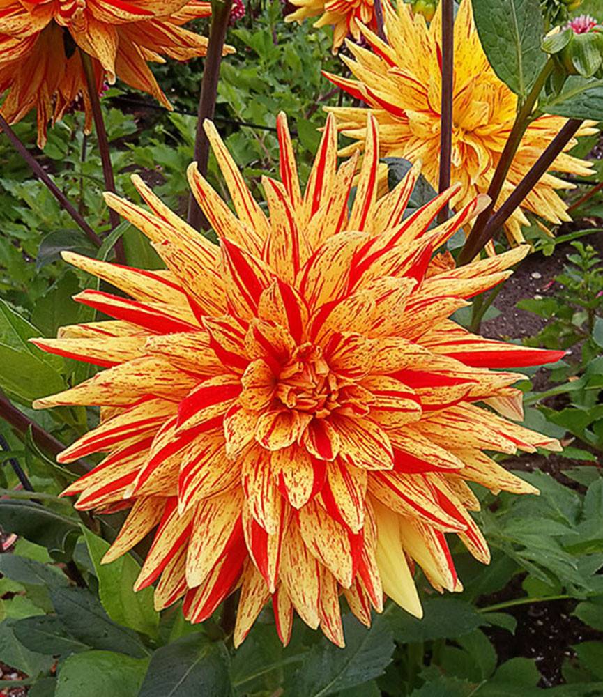 Dahlia Striped Vulcan