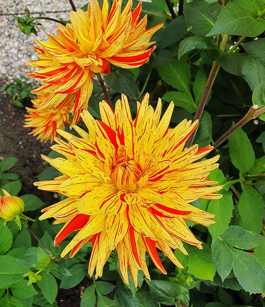 Dahlia Striped Vulcan