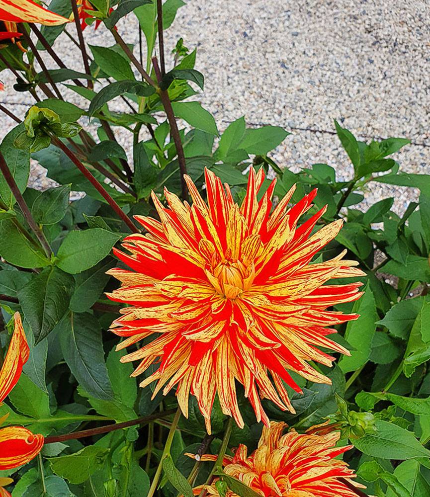 Dahlia Striped Vulcan