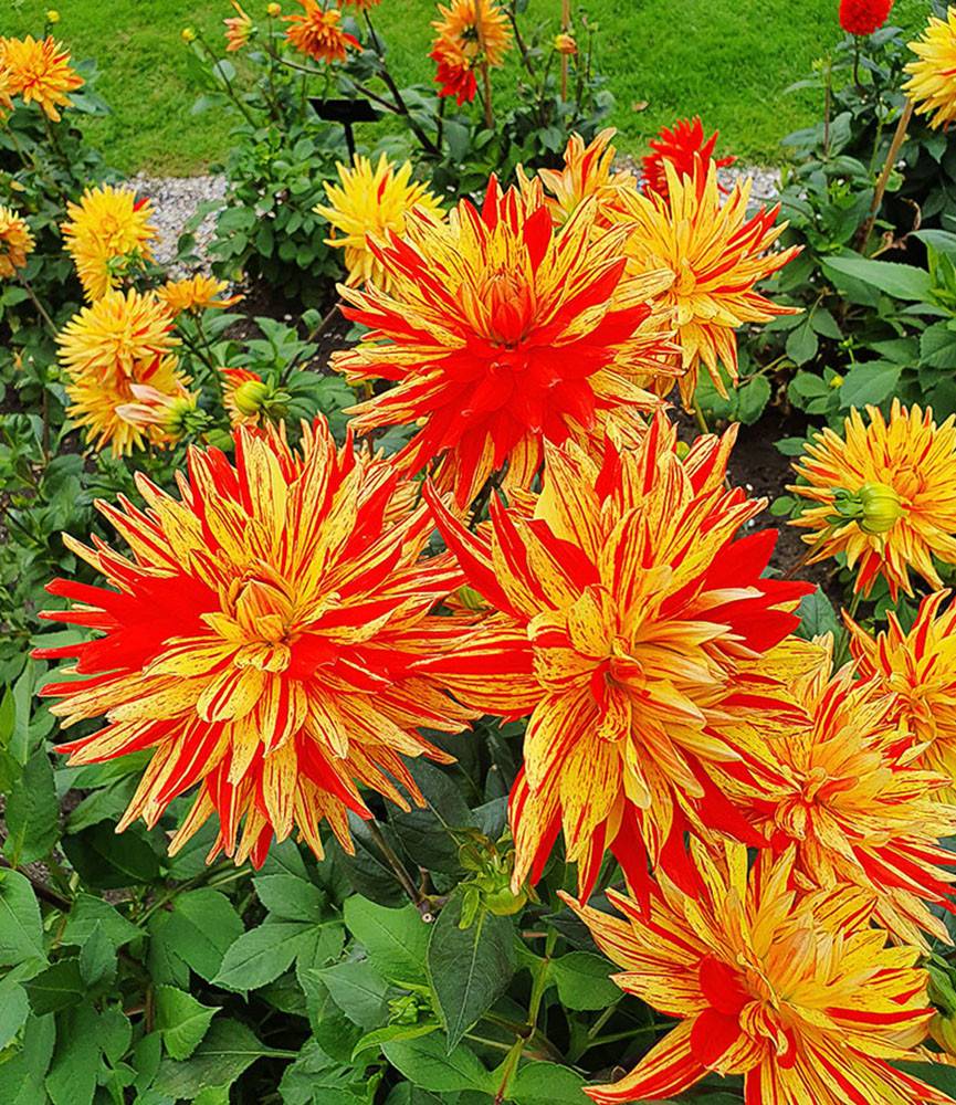 Dahlia Striped Vulcan