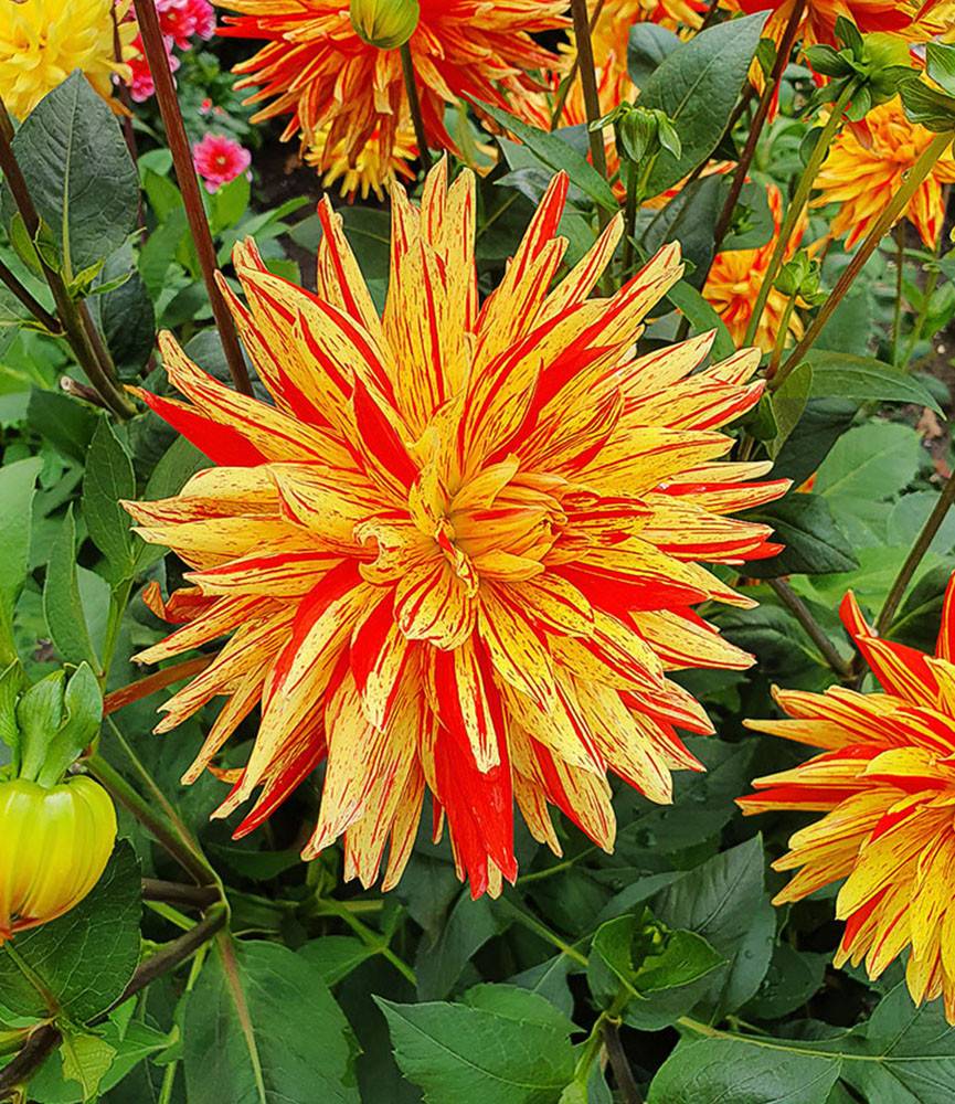 Dahlia Striped Vulcan