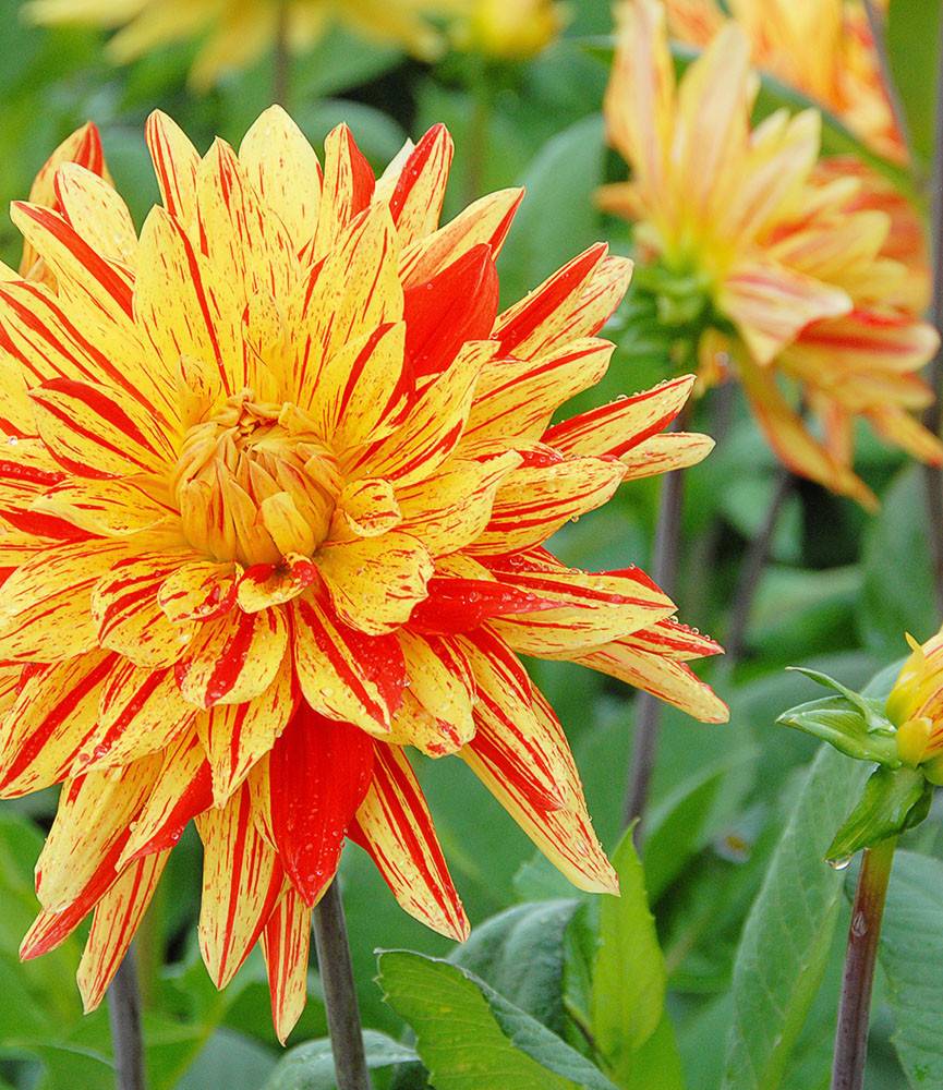 Dahlia Striped Vulcan