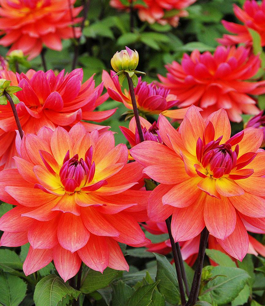 Dahlia Tricolore