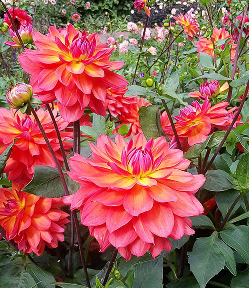 Dahlia Tricolore