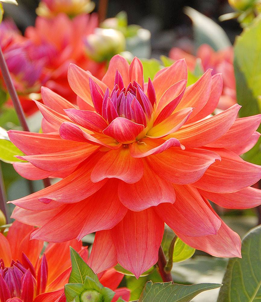 Dahlia Tricolore