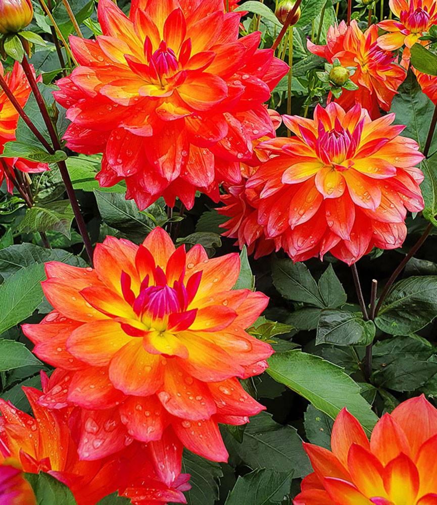 Dahlia Tricolore