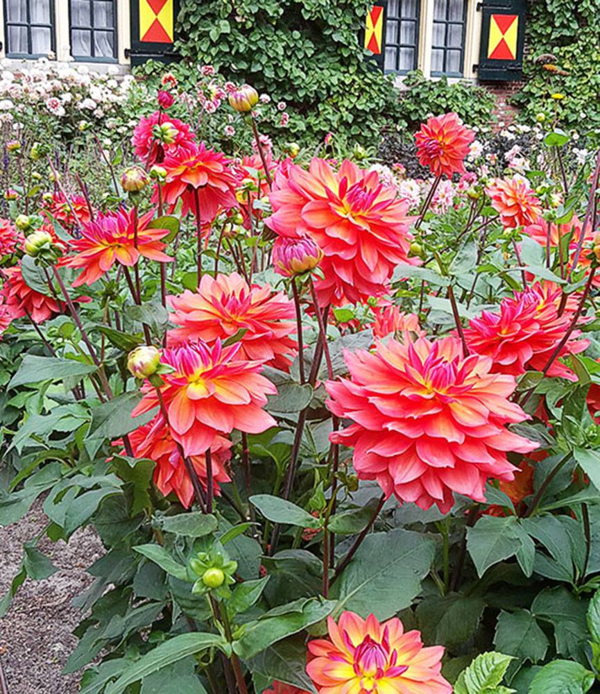 Dahlia Tricolore