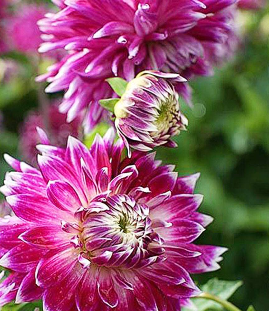 Dahlia Vancouver