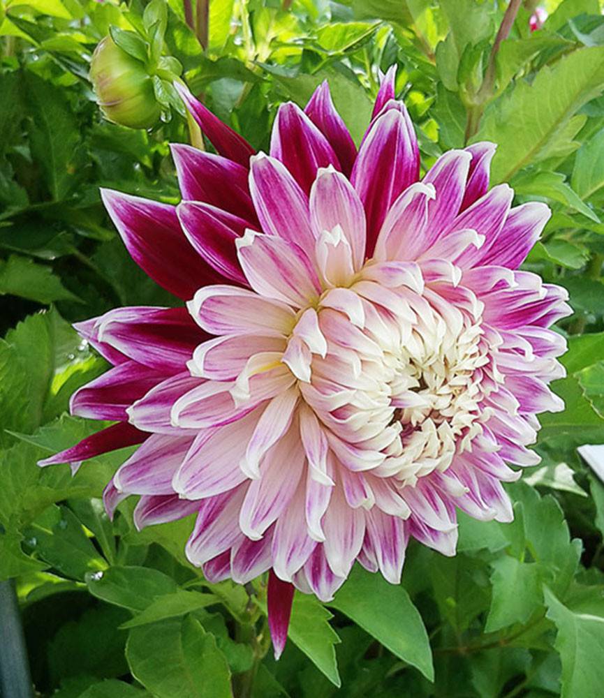 Dahlia Vancouver