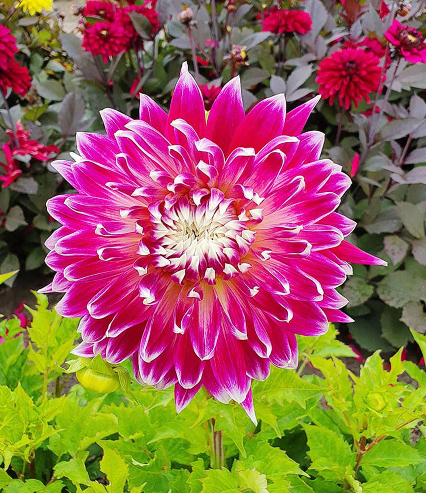 Dahlia Vancouver