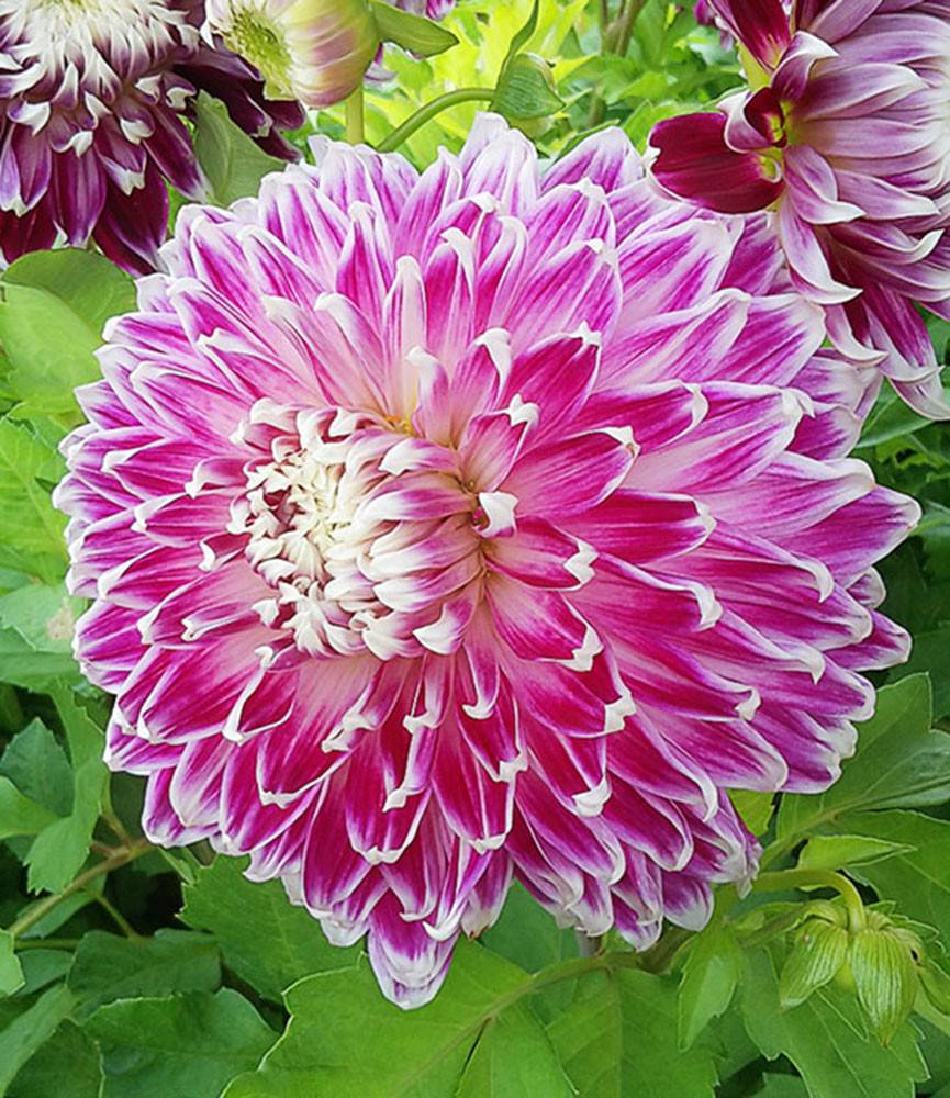 Dahlia Vancouver