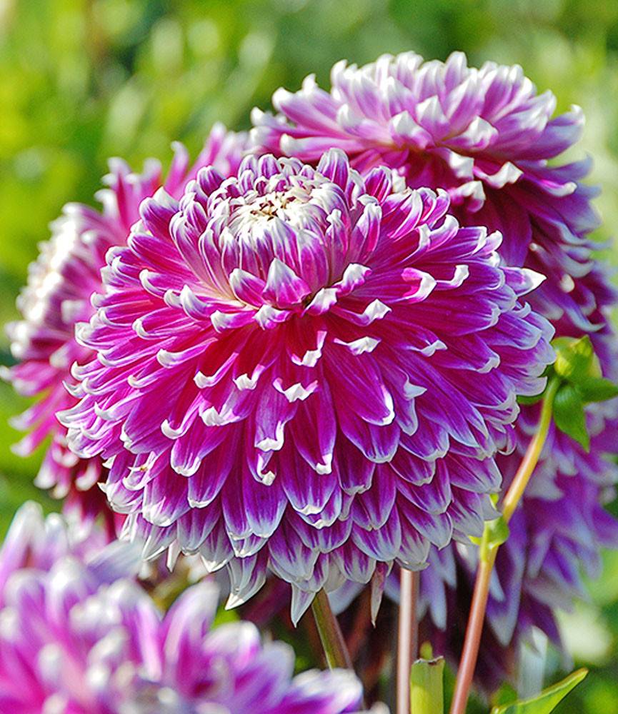 Dahlia Vancouver