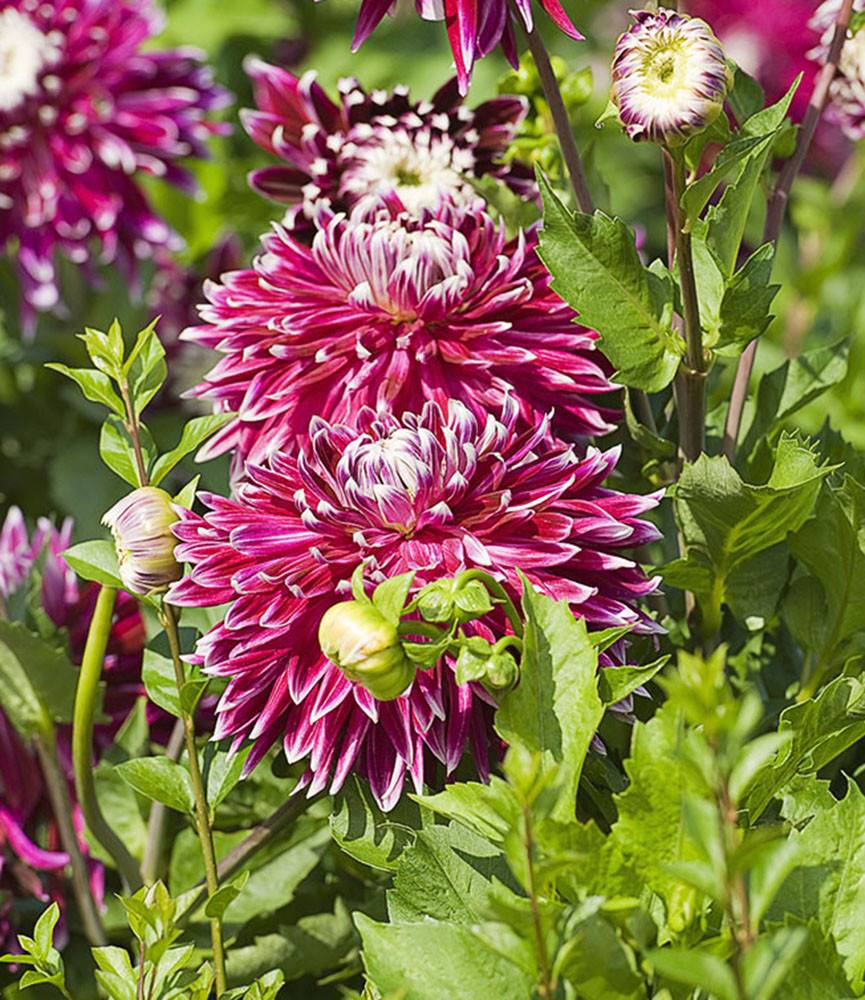 Dahlia Vancouver