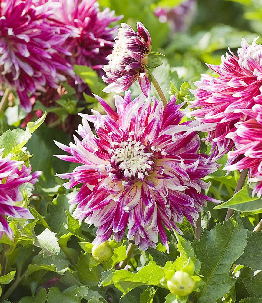 Dahlia Vancouver