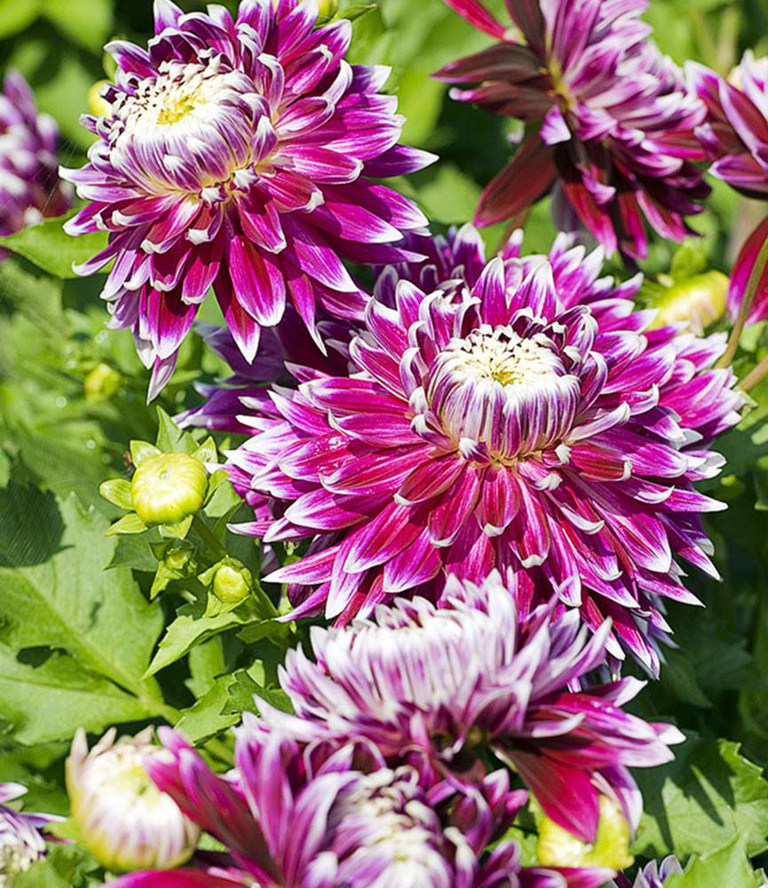 Dahlia Vancouver