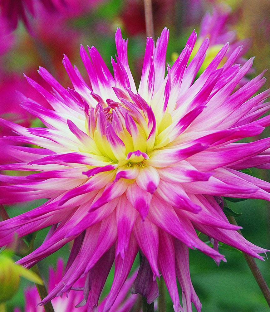 Dahlia Veritable