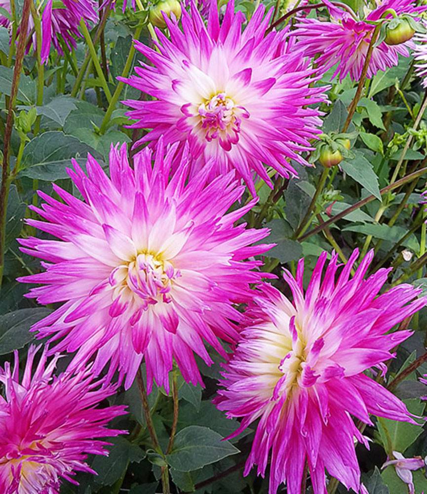 Dahlia Veritable