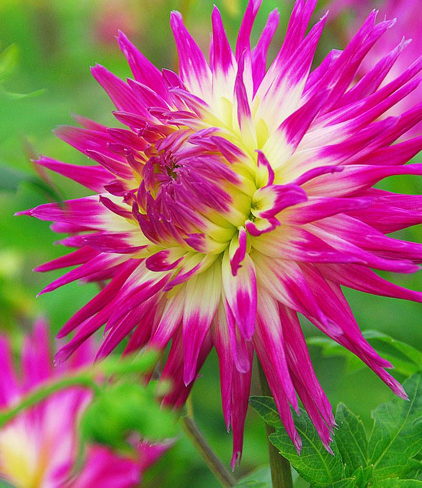 Dahlia Veritable