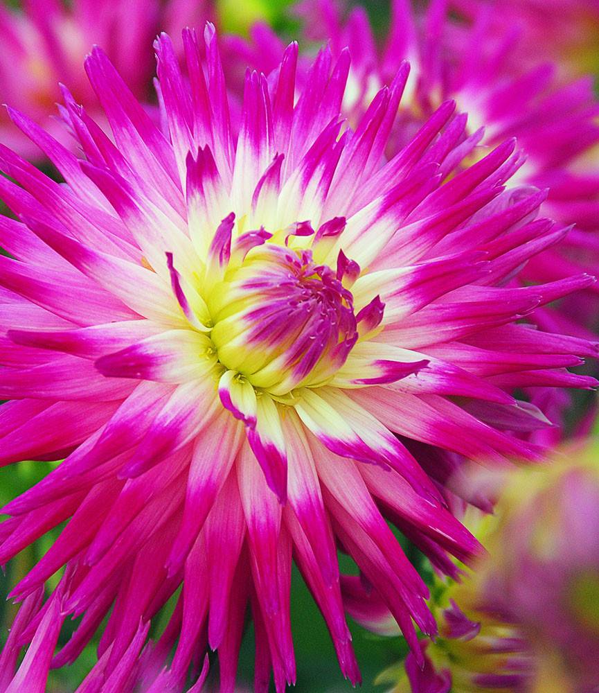 Dahlia Veritable