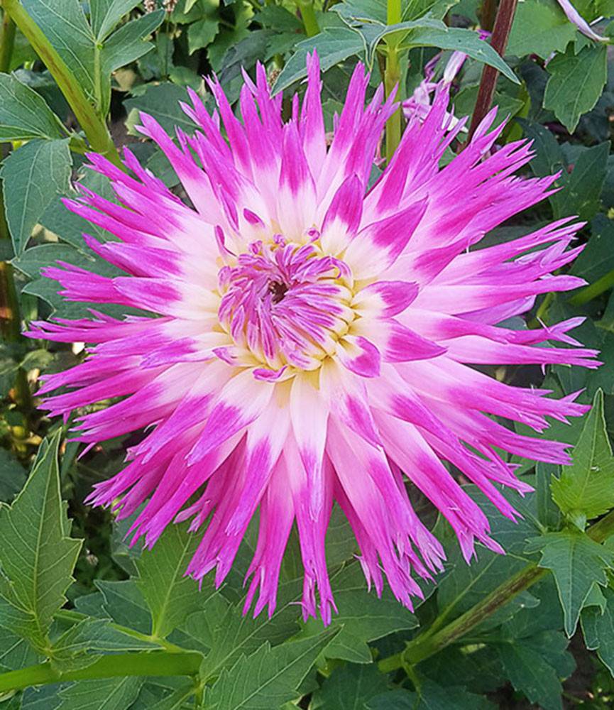 Dahlia Veritable