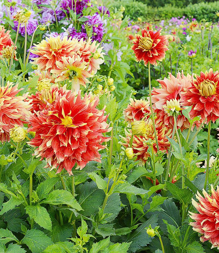 Dahlia Bodacious