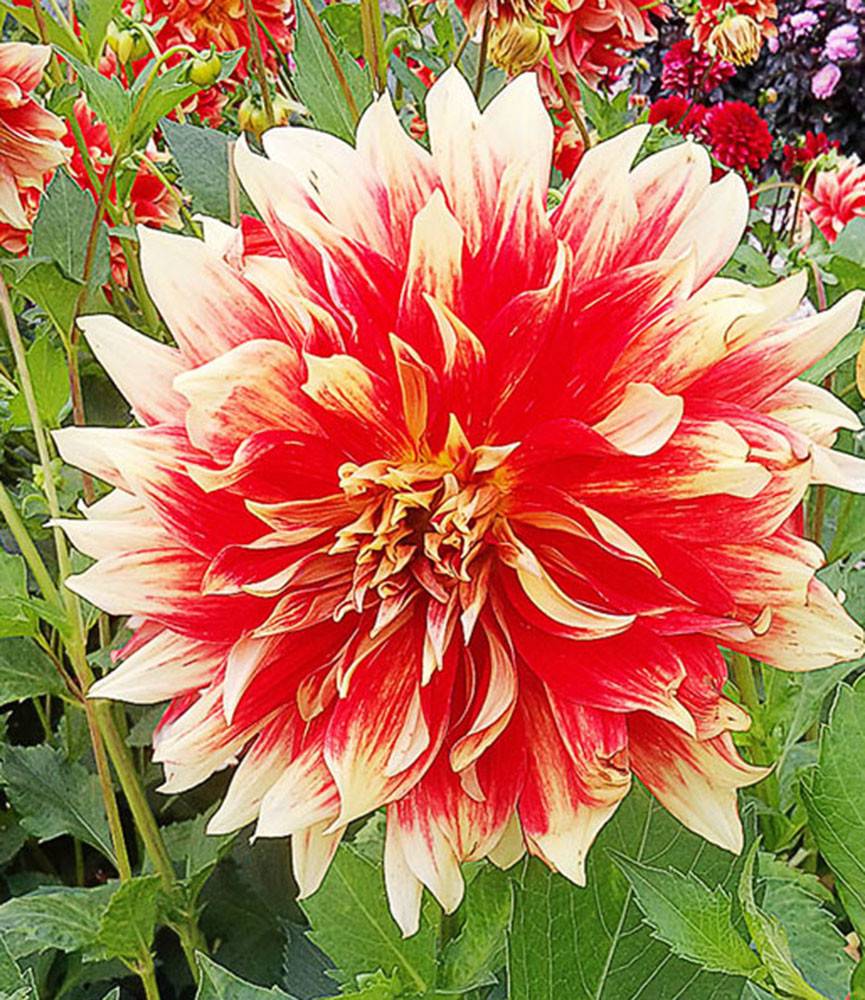 Dahlia Bodacious