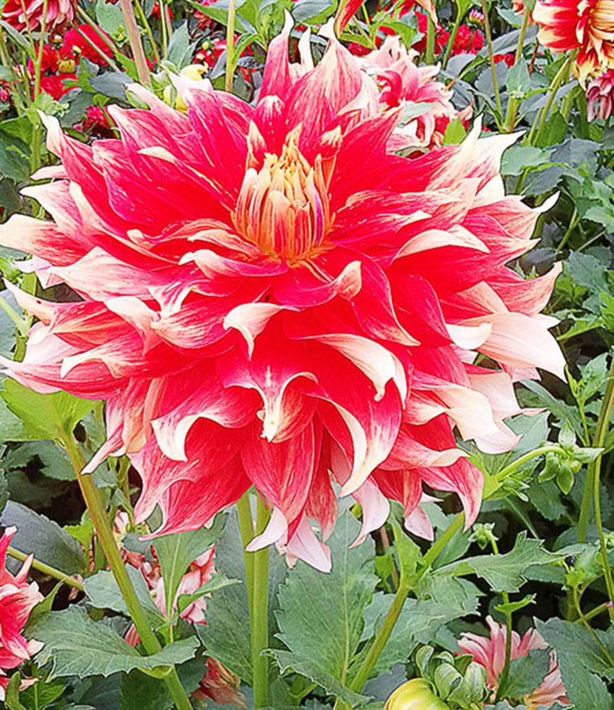 Dahlia Bodacious