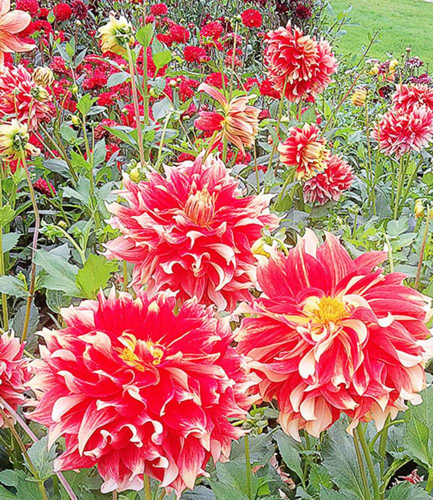 Dahlia Bodacious