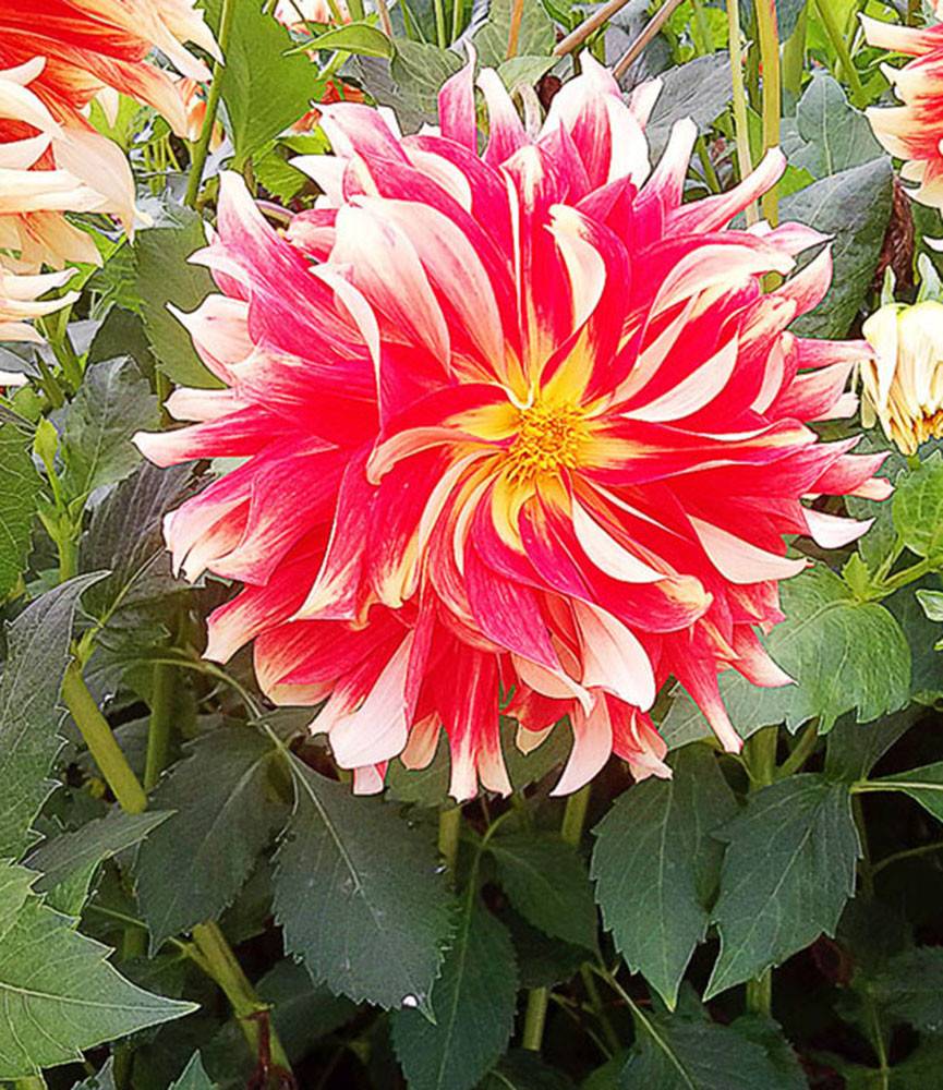 Dahlia Bodacious