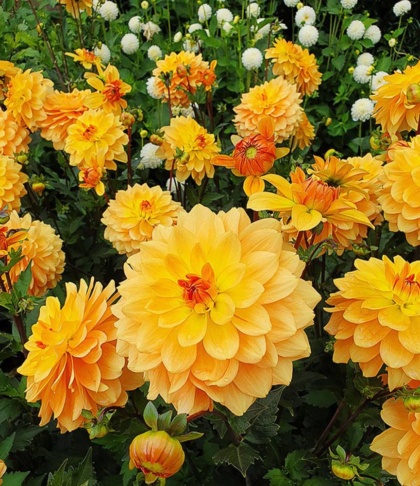 Dahlia Karma Gold