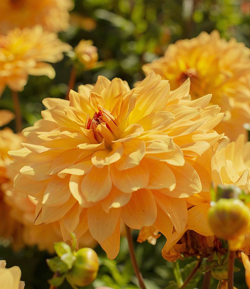 Dahlia Karma Gold