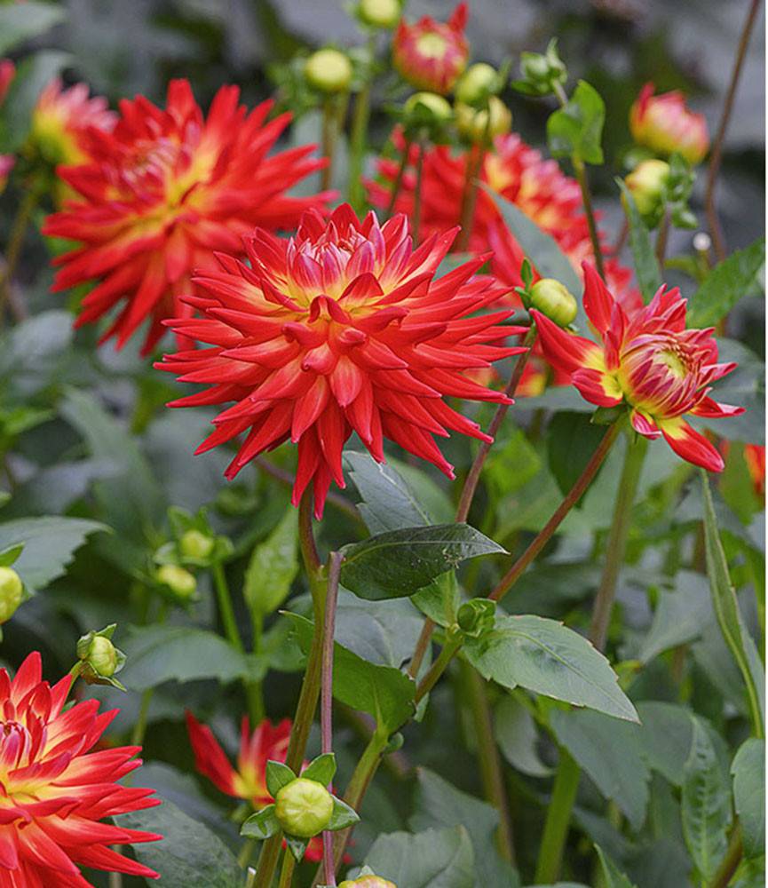 Dahlia Karma Bon Bin