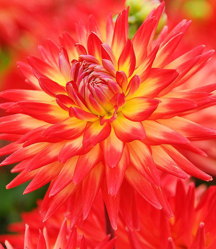 Dahlia Karma Bon Bin