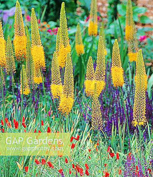 Eremurus Cleopatra