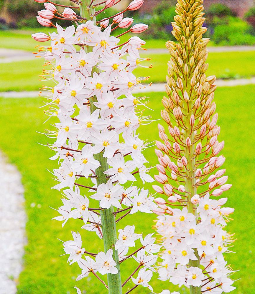 Eremurus robustus