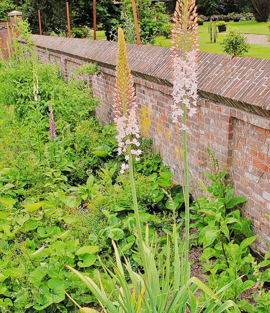 Eremurus robustus