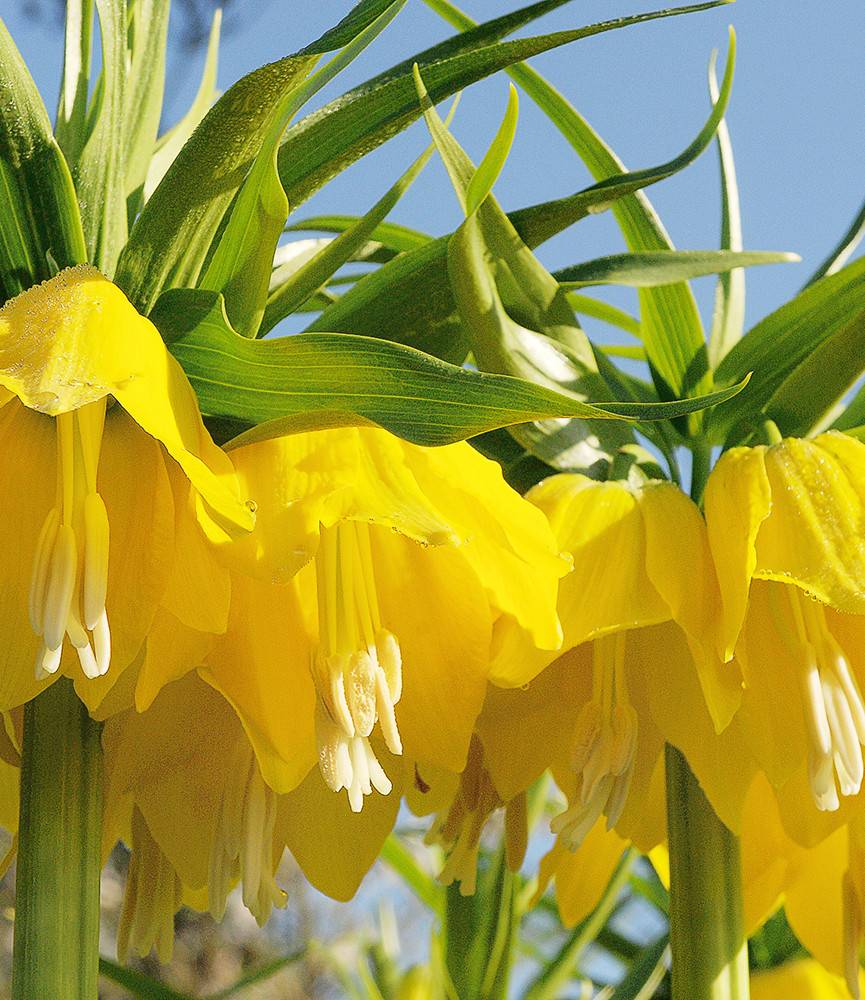 Fritillaria Maxima Lutea