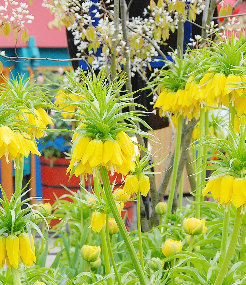 Fritillaria Maxima Lutea