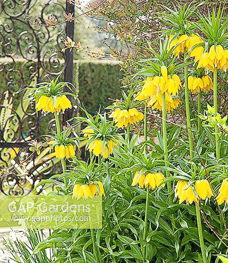 Fritillaria Maxima Lutea