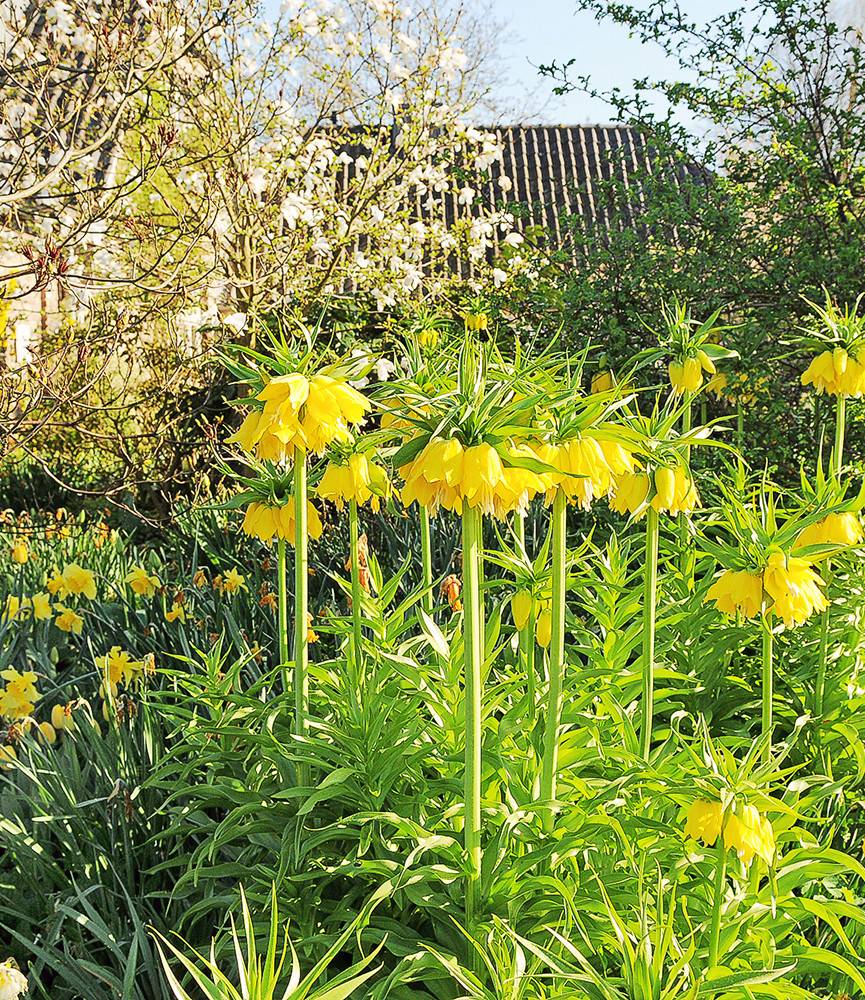 Fritillaria Maxima Lutea