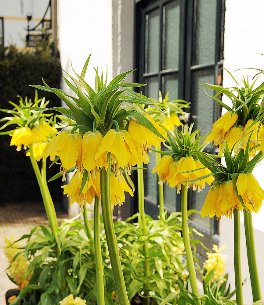 Fritillaria Maxima Lutea