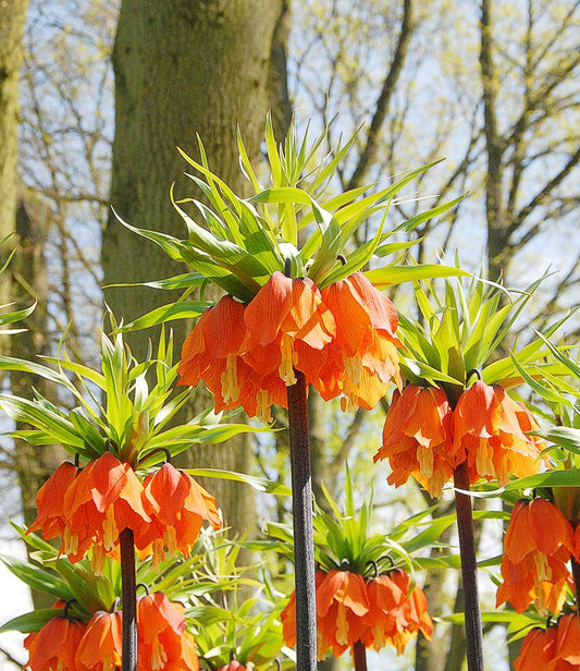 Fritillaria Maxima Rubra