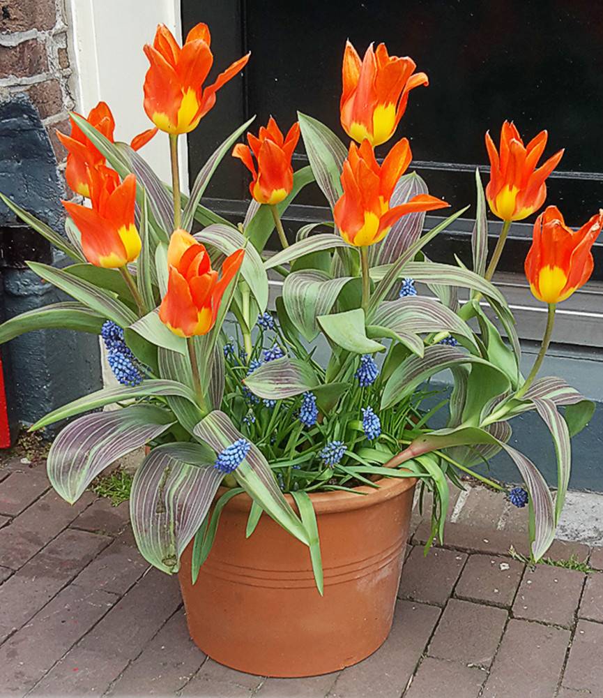 Tulip Amazone