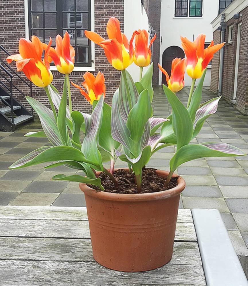 Tulip Amazone