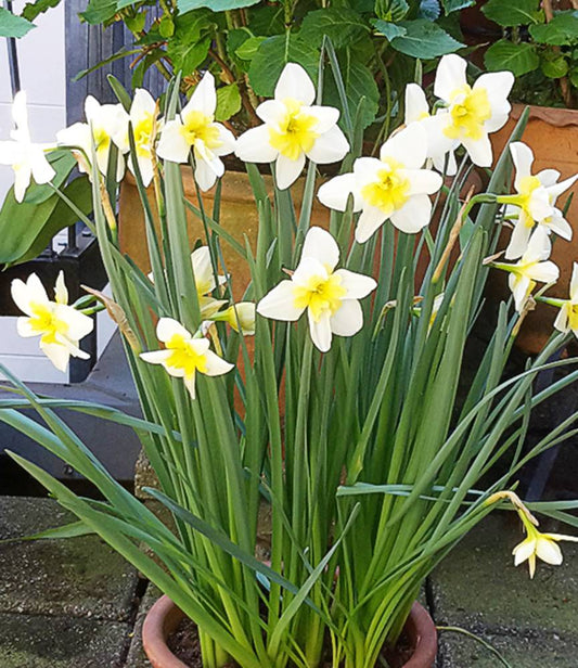 Narcissus Bella Estrella