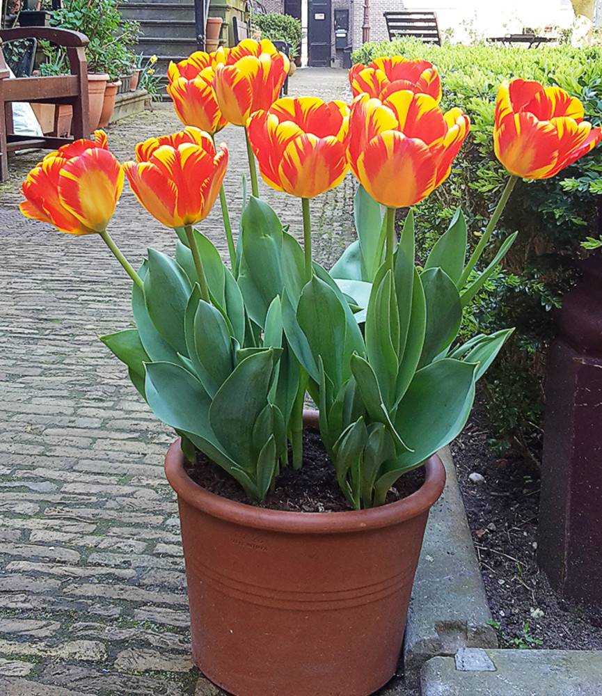 Tulip Banja Luka