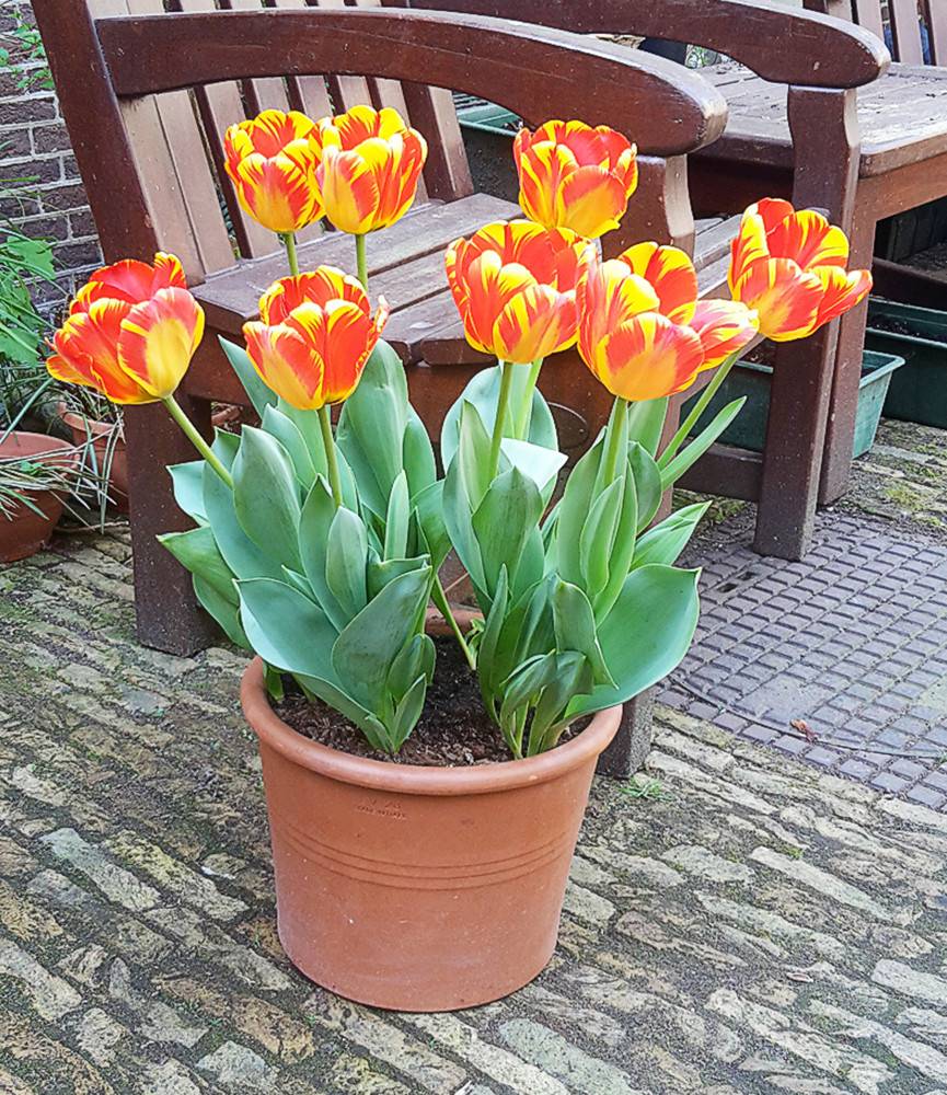 Tulip Banja Luka