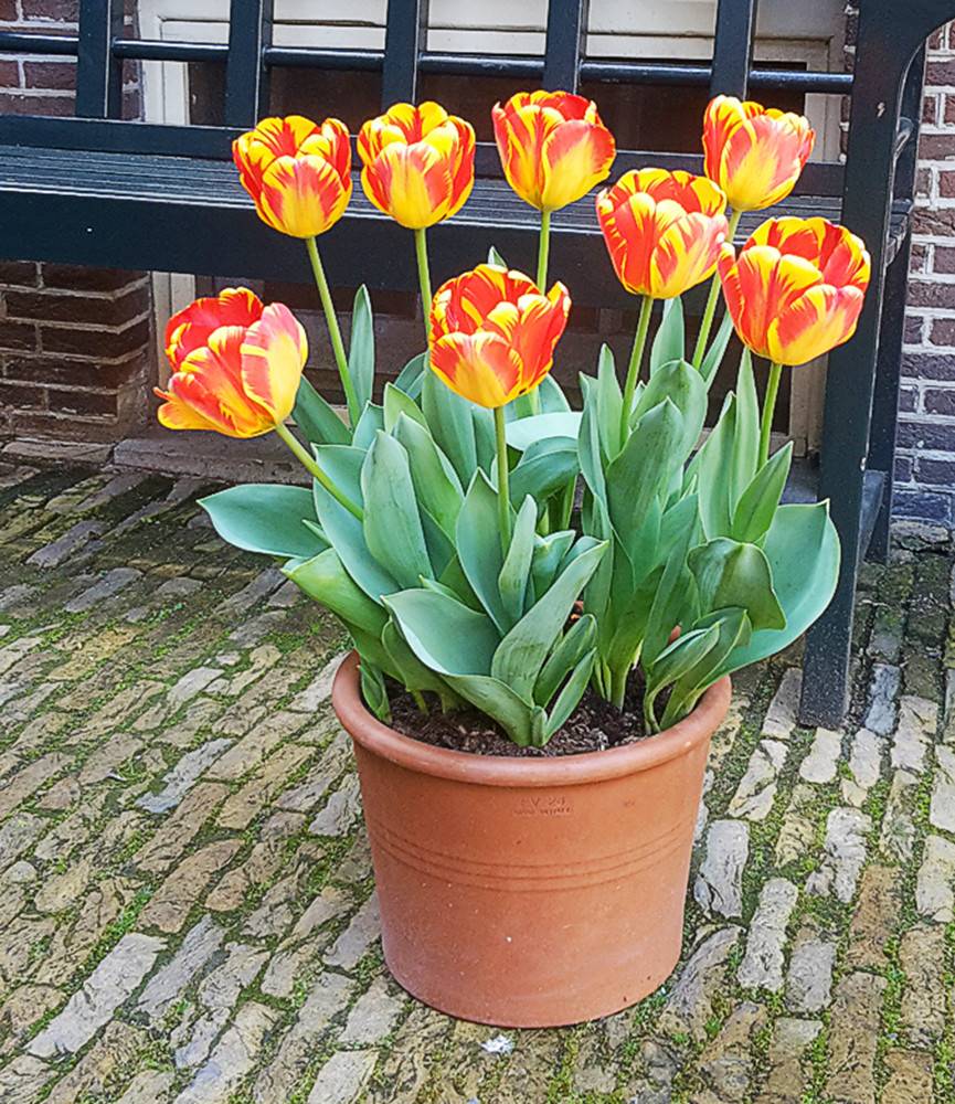 Tulip Banja Luka